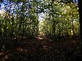 gal/holiday/Warnham Woods Autumn Walk 2006/_thb_Warnham_Woods_Autumn_Walk_IMG_2690.JPG